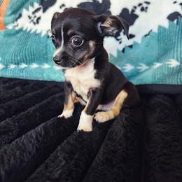 Pixie - Black and white female Chihuahua puppy in Alvord, Texas from Gift of Gods Favor