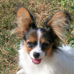 Papillon Puppies from Belladonna Papillons