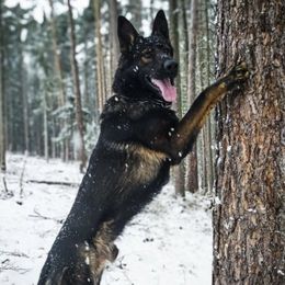Querro - German Shepherd