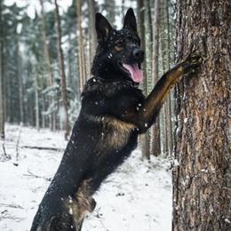 Querro - German Shepherd