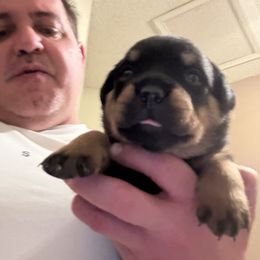 Grey boy - Black and mahogany male Rottweiler puppy in Colorado Springs, Colorado from Von Locher Rotties