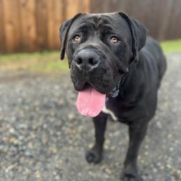 Boerboel All Grown Up from Cascade Boerboels