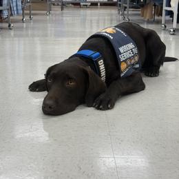 Labrador Retriever Puppies from Black Mountain Service Dogs