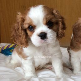 Cavalier King Charles Spaniel Puppies from Ikkes Cavaliers