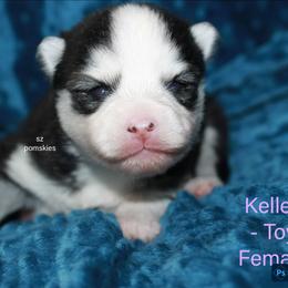 Kelley - Black and white female Pomsky puppy in Mc Callsburg, Iowa from SZ Rolling Acres LLC
