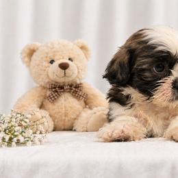 Puppy 1 - Tricolor male Shih Tzu puppy in Downey, California from Cali shih tzu