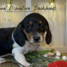 Sienna - Piebald Dachshund puppy in Poplarville, Mississippi from T's Kennel