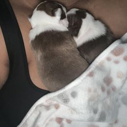 Boston Terrier Puppies from Big Bang Bostons