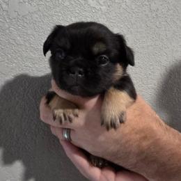 Girl 1 - Black and tan female French Bulldog puppy in Colorado from NOCO French Bulldogs