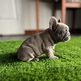French Bulldog Puppies from Frenchies By Willows Pride