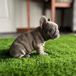 French Bulldog Puppies from Frenchies By Willows Pride