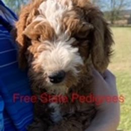 Goldendoodle, Bernedoodle, Poodle, Sheepadoodle, and Yorkshire Terrier Puppies from Free State Pedigrees