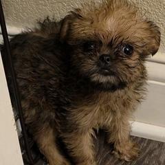 Honey - Belge female Brussels Griffon puppy in Yucaipa, California from Griffs & Giggles Ranch - The Cortez Family