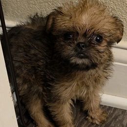 Honey - Belge female Brussels Griffon puppy in Yucaipa, California from Griffs & Giggles Ranch - The Cortez Family