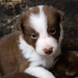 Boy 1 - White and red male Border Collie puppy in Shelbyville, Tennessee from C Horns Ranch Border Collies