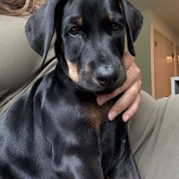 Doberman Pinscher Puppies from Haus of Hound