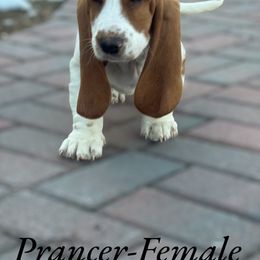 Basset Hound Puppies from Best Friends Bassets