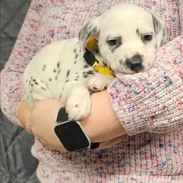 Girl 3 yellow LUA - White and black female Dalmatian puppy in Nelsonville, Ohio from Woofter Dalmatians