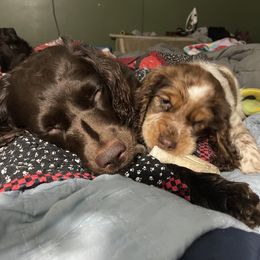 English Springer Spaniel All Grown Up from Eagle Trail Kennels