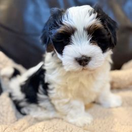 Finn - Black and silver male Havanese puppy in Lancaster, South Carolina from 3 Bs Havanese-PUPPIES with  PURPOSE
