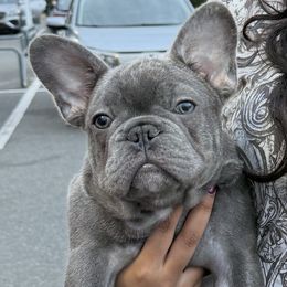 Bingo - Brindle and white male French Bulldog puppy in Charlotte, North Carolina from Cosofme Frenchies