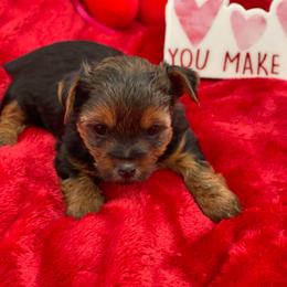 Lulu- blue 1500 - Black and tan female Yorkshire Terrier puppy in Douglas, Georgia from Heartland small breeds