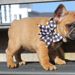 Boxer, Bulldog, and French Bulldog Puppies from Hillview Kennels