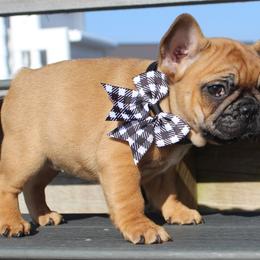 Boxer, Bulldog, and French Bulldog Puppies from Hillview Kennels