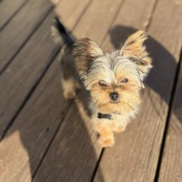 Eva - Yorkshire Terrier