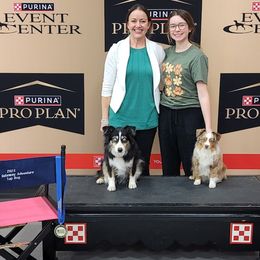 Miniature Australian Shepherds and Toy Australian Shepherds from Plum Creek Aussies