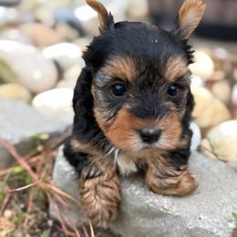 Yorkie Girl 1 - Black and tan female Yorkshire Terrier puppy in Summerville, South Carolina from Our Yorkie and Morkie Puppies of Summerville, South Carolina.