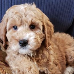 Goldendoodle Puppies from Lakeshore Doodles