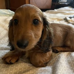 Dachshund Puppies from Little Kisses Doxies