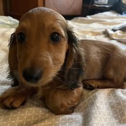 Dachshund Puppies from Little Kisses Doxies