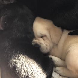 Labrador Retriever Puppies from Hill Side Farms