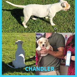 Chandler - White and tan male American Bulldog puppy in Three Rivers, Michigan from Jemms Kennels