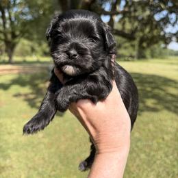 Betsy - Black female Miniature Schnauzer puppy in Silver Creek, Mississippi from Mamie’s Minis, LLC