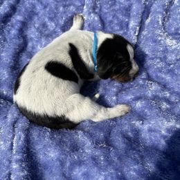 Loki - Blue ticked and tan male Bluetick Coonhound puppy in Mount Pleasant, Texas from Harmons Hounds