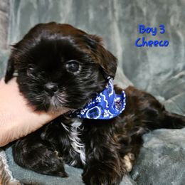 Cheeco - Brindle Shih Tzu puppy in Mount Morris, Michigan from Gone 2 the Dawgs