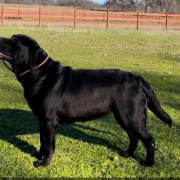 Cinder - Labrador Retriever