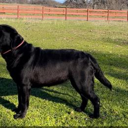 Cinder - Labrador Retriever