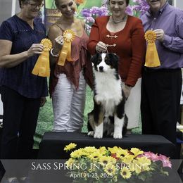 Australian Shepherd Puppies from Paramount Aussies