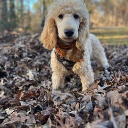 Royce - Poodle puppy from Shepherd's Run Aussies and Poodles