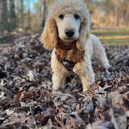Royce - Poodle puppy from Shepherd's Run Aussies and Poodles
