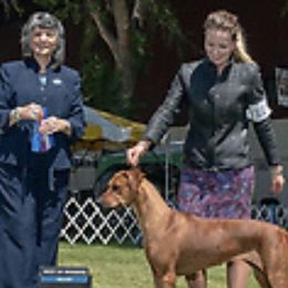 Rhodesian Ridgebacks from Zambezi Rhodesian Ridgebacks
