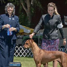 Rhodesian Ridgebacks from Zambezi Rhodesian Ridgebacks