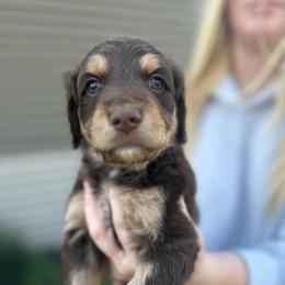 Bones - Red phantom male Aussiedoodle puppy in Berrien Spring, Michigan from Red Bud Beautiful Doodles