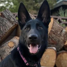 German Shepherds from Clever Boots Kennel