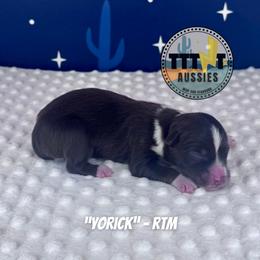 Yorick - Red tri-color male Australian Shepherd puppy in Tucson, Arizona from TTTNT Aussies