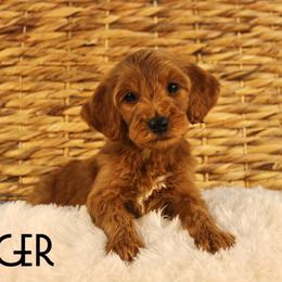 Jager - Red  male Goldendoodle puppy in Casa Grande, Arizona from AzDoodle Dandies